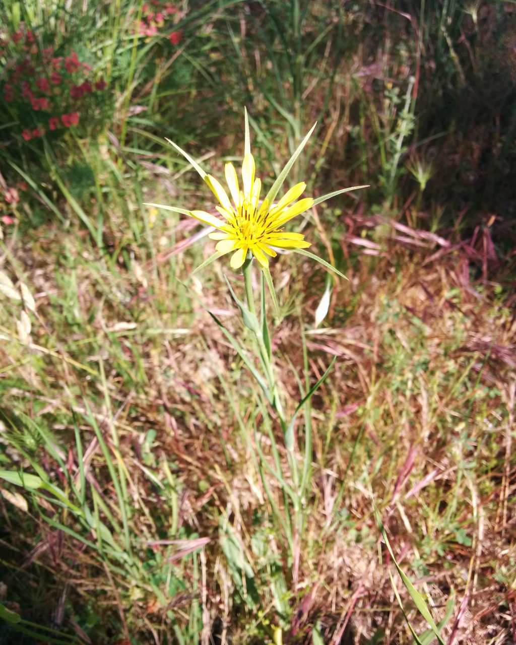 Tragopogon dubius